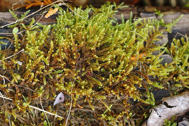Hypnum fauriei